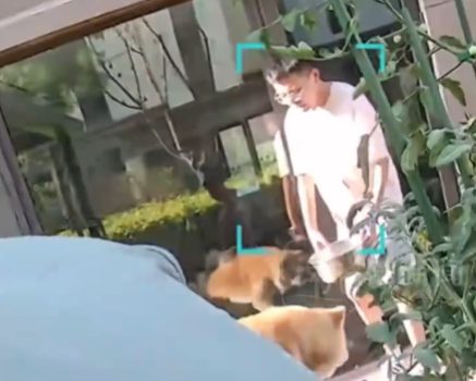 朋友用狗喝水的盆浇花被狗撕咬 事件始末2025最新消息