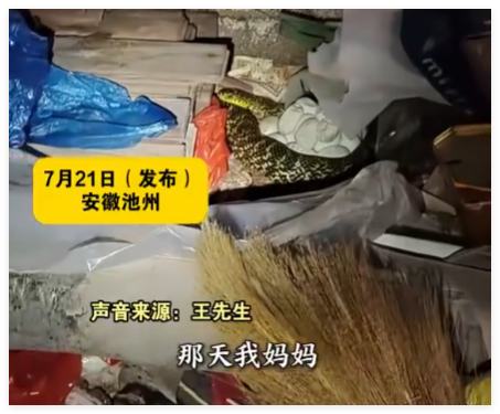 老人在杂物中发现“看家蛇” 简直令人惊个呆