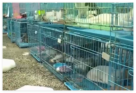 警方拦截违规运猫车救下900余只猫 实在太惊人