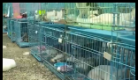 警方拦截违规运猫车救下900余只猫 真相简直太意外了