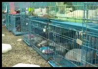 警方拦截违规运猫车救下900余只猫 真相简直太意外了