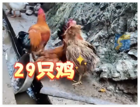 村民离婚因29只鸡怎么分闹上法庭 实在太意外了