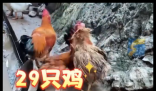 村民离婚因29只鸡怎么分闹上法庭 实在太意外了