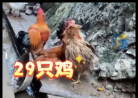 村民离婚因29只鸡怎么分闹上法庭 实在太意外了