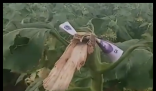 路人摘葵花后在枝头留钱 农户感动 实在太暖心了
