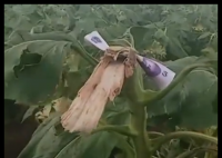 路人摘葵花后在枝头留钱 农户感动 实在太暖心了
