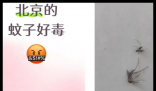 全球“最毒”的蚊子为何批量北上 背后真相实在让人惊愕