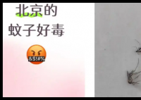 全球“最毒”的蚊子为何批量北上 背后真相实在让人惊愕