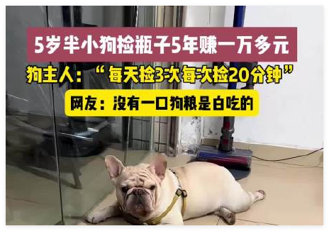 5岁半小狗捡瓶5年攒下万元存款 内幕曝光简直太意外了