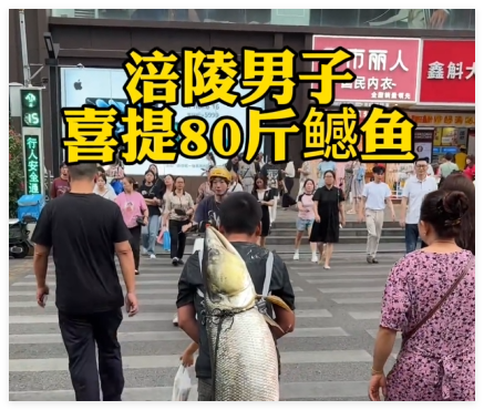 男子背着钓到的79斤鳡鱼在闹市穿行 内幕曝光简直太意外了