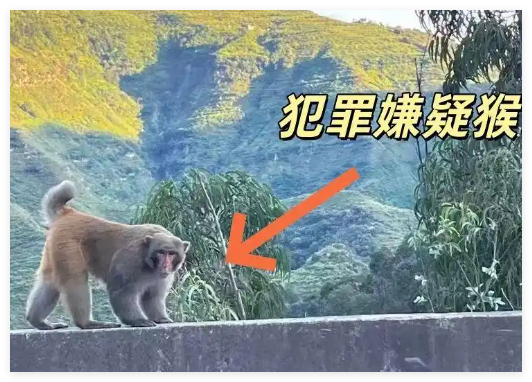 男子路边停车休息遭野猴入车袭击 背后真相实在让人惊愕