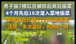 男子4个月偷菜18次获刑6个月 实在太胆大妄为了