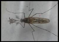 现在只剩南极没蚊子了 到底是什么情况？