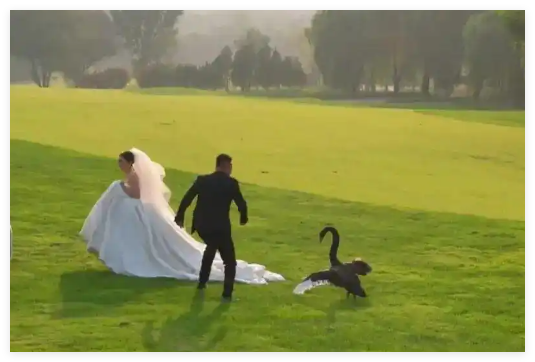 新人拍婚纱照遭遇“黑天鹅抢新娘” 画面曝光简直不忍直视