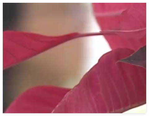 女子想为亡夫再生一个孩子遭拒 背后真相实在让人惊愕