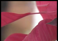 女子想为亡夫再生一个孩子遭拒 背后真相实在让人惊愕