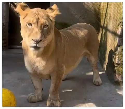 动物园狮子因腿短走红 被叫“柯基” 这也太可爱了吧