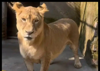 动物园狮子因腿短走红 被叫“柯基” 这也太可爱了吧