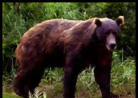 日本熊灾现场有明显吃人痕迹 究竟是怎么回事？