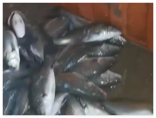 水产市场“麻醉鱼”调查 究竟是怎么回事？