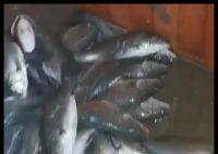 水产市场“麻醉鱼”调查 究竟是怎么回事？