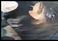 大哥正钓鱼 30斤大鱼游过来要吃的 背后真相实在让人惊愕