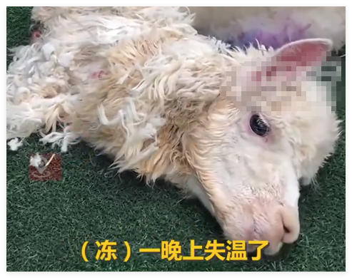羊驼送洗后因毛发未吹干致失温死亡 背后真相实在让人惊愕
