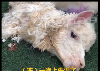 羊驼送洗后因毛发未吹干致失温死亡 背后真相实在让人惊愕