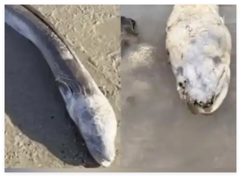 英国海边出现巨型“海怪” 事件始末2025最新消息