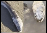 英国海边出现巨型“海怪” 事件始末2025最新消息