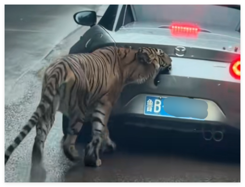 女子自驾进猛兽区被老虎咬掉车漆 这也太恐怖了