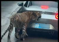 女子自驾进猛兽区被老虎咬掉车漆 原因竟是这样太吓人了