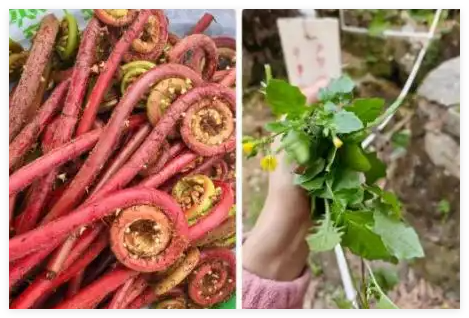 吃野菜的第一批受害者出现了 究竟是怎么回事?