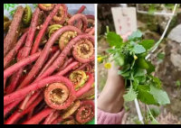 吃野菜的第一批受害者出现了 内幕曝光简直太意外了