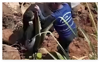 福建安溪修河堤震出三条大蟒蛇 究竟是怎么回事？