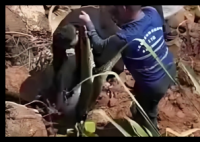 福建安溪修河堤震出三条大蟒蛇 内幕曝光简直太意外了