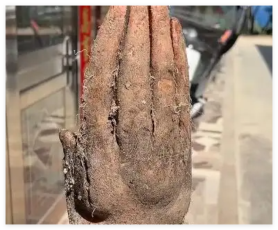 老人挖出酷似人手的“淮山手” 内幕曝光简直太意外了