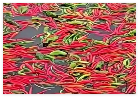 鱼塘主坚持2年用辣椒喂鱼 背后真相实在让人惊愕