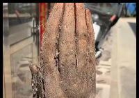 老人挖出酷似人手的“淮山手” 内幕曝光简直太意外了