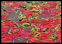 鱼塘主坚持2年用辣椒喂鱼 内幕曝光简直太意外了