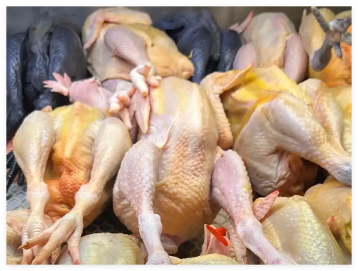 几十元的老母鸡可能是淘汰蛋鸡 背后真相实在让人惊愕