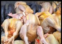 几十元的老母鸡可能是淘汰蛋鸡 内幕曝光简直太意外了