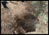 800斤黄牛坠洞 主人营救4天无奈放弃 内幕曝光简直太意外了