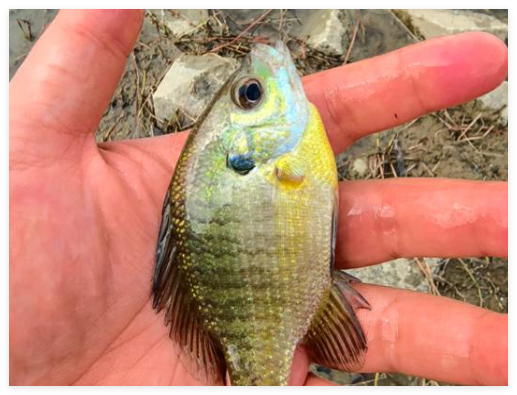 成都多湖现“黑耳”怪鱼 系入侵物种 内幕曝光简直太意外了