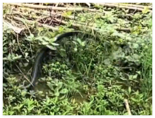 女子挖野菜挖到大蛇 双方都吓坏了 内幕曝光简直太意外了