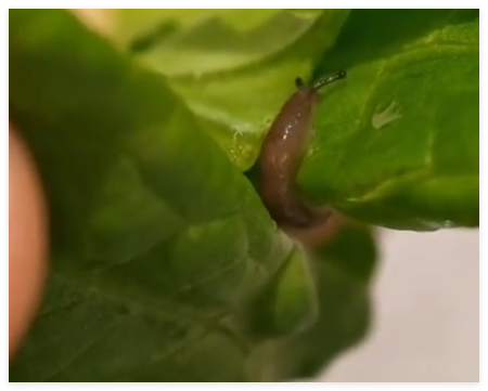 顾客称西塔老太太菜叶吃出鼻涕虫 背后真相实在让人惊愕