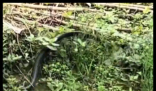 女子挖野菜挖到大蛇 双方都吓坏了 内幕曝光简直太意外了