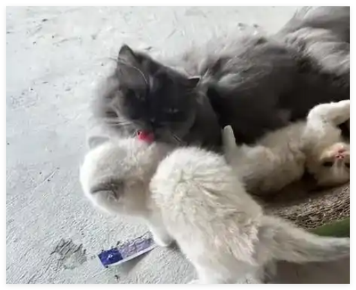 公司欠债倒闭 5只猫咪员工被法拍 内幕曝光简直太意外了