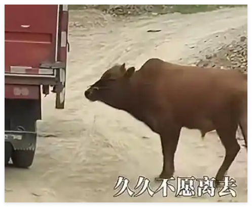 母牛被买走宰杀 公牛追车两里路 内幕曝光简直太意外了