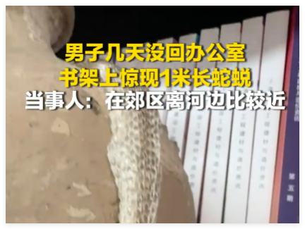 男子几天没回办公室 书架上现蛇蜕 究竟是怎么回事？